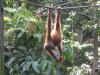 Mody orangutan je obiad
